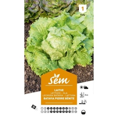 Laitue Batavia Pierre Bénite (sachet)