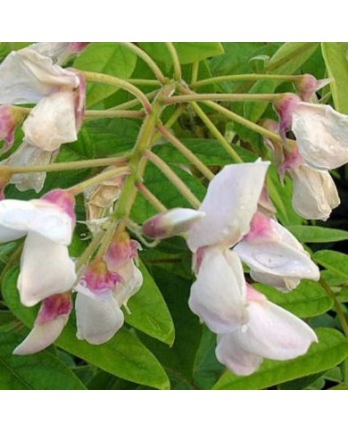 Glycine soyeuse Kapiteyn Fuji