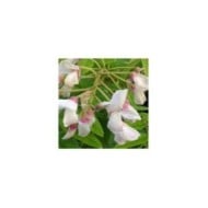 Glycine soyeuse Kapiteyn Fuji