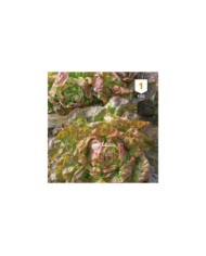 Laitue Merveille des 4 Saisons
