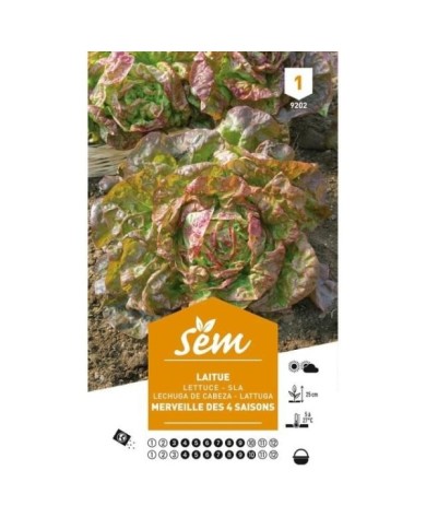 Laitue Merveille des 4 Saisons (sachet)