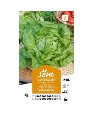 Laitue Kinemontepas (sachet)