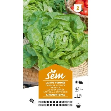 Laitue Kinemontepas (sachet)