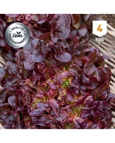 Laitue Feuille de Chêne rouge Belgarde
