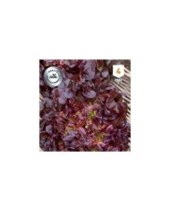Laitue Feuille de Chêne rouge Belgarde