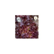 Laitue Feuille de Chêne rouge Belgarde