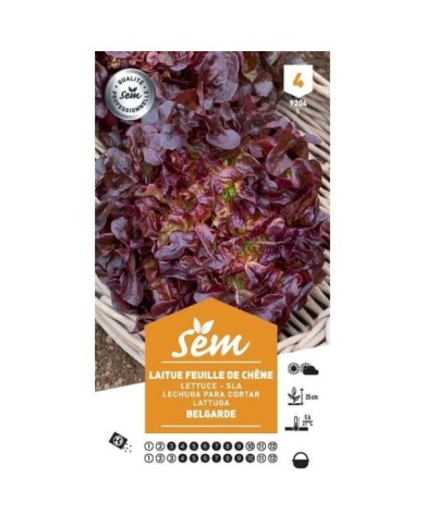 Laitue Feuille de Chêne rouge Belgarde (sachet)