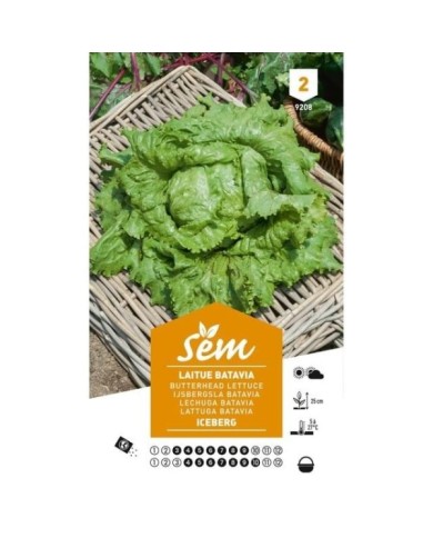Laitue Iceberg (sachet)