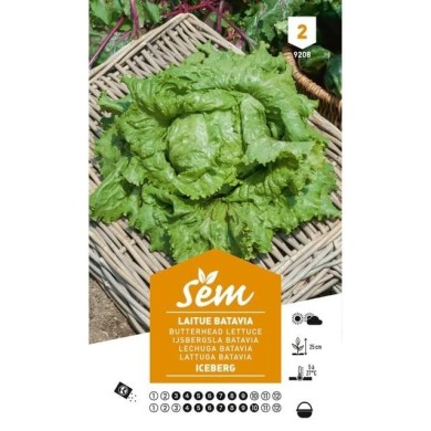 Laitue Iceberg (sachet)