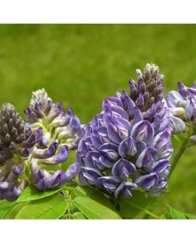 Glycine d'Amérique Longwood Purple