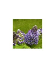 Glycine d'Amérique Longwood Purple