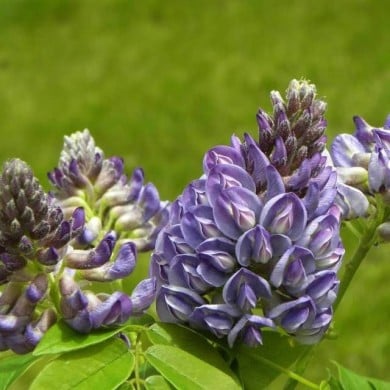 Glycine d'Amérique Longwood Purple