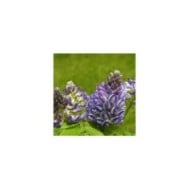 Glycine d'Amérique Longwood Purple