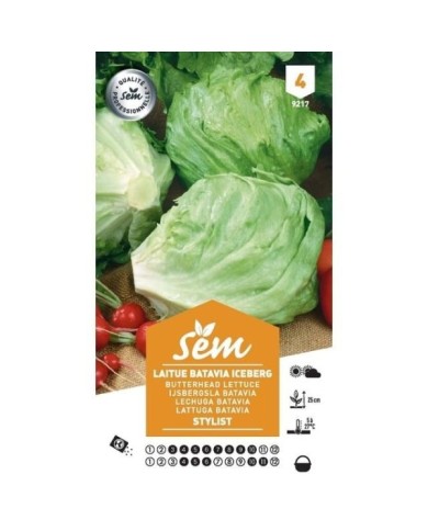 Laitue Iceberg Stylist (sachet)