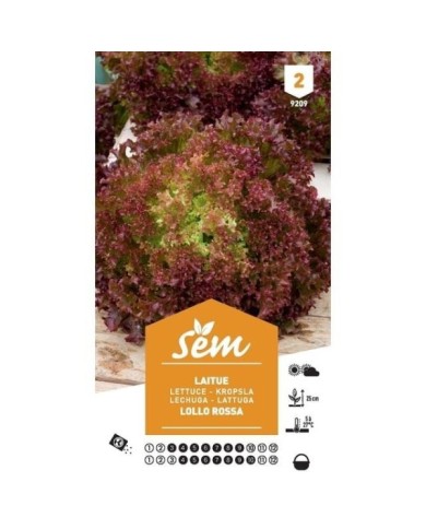 Laitue Lollo Rossa (sachet)