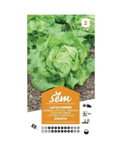 Laitue pommée Augusta (sachet)