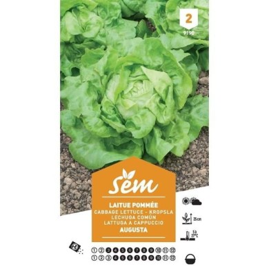Laitue pommée Augusta (sachet)