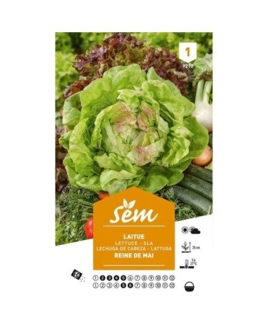 Laitue Reine de Mai (sachet)