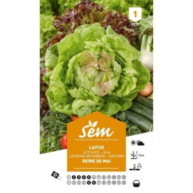 Laitue Reine de Mai (sachet)