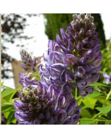 Glycine d'Amérique Longwood Purple