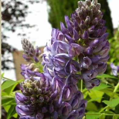 Glycine d'Amérique Longwood Purple