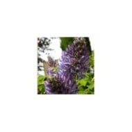 Glycine d'Amérique Longwood Purple