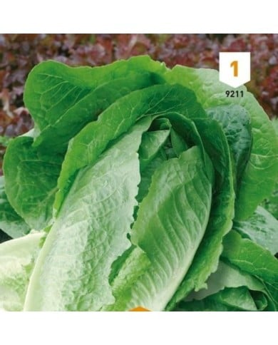 Laitue Romaine Blonde maraîchère