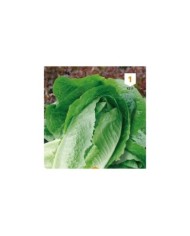 Laitue Romaine Blonde maraîchère