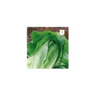 Laitue Romaine Blonde maraîchère