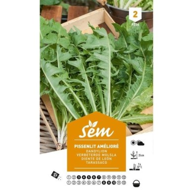 Pissenlit amélioré (sachet)