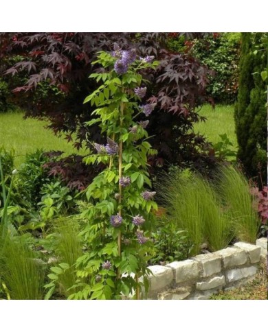 Glycine d'Amérique Longwood Purple