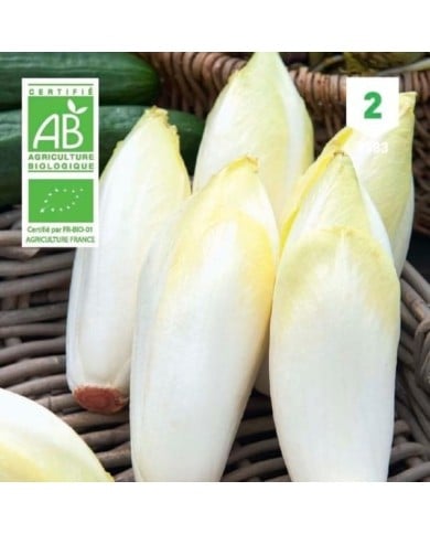 Chicorée endive Witlof Bio
