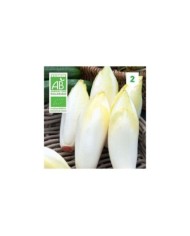 Chicorée endive Witlof Bio