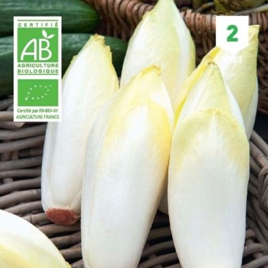 Chicorée endive Witlof Bio