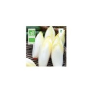 Chicorée endive Witlof Bio
