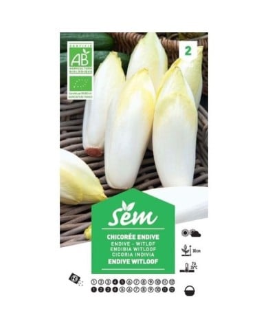 Chicorée endive Witlof Bio (sachet)