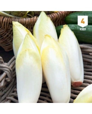 Chicorée endive Witlof  XXL