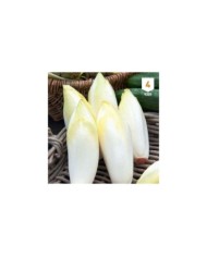 Chicorée endive Witlof  XXL