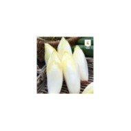 Chicorée endive Witlof  XXL
