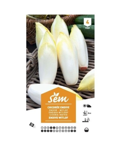 Chicorée endive Witlof  XXL (sachet)
