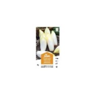 Chicorée endive Witlof  XXL (sachet)