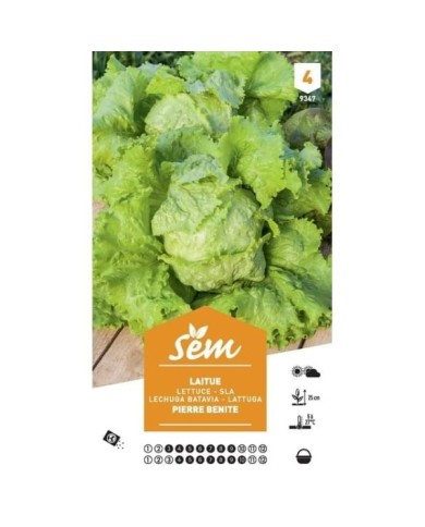 Laitue Batavia Pierre Bénite XXL (sachet)