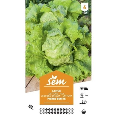 Laitue Batavia Pierre Bénite XXL (sachet)