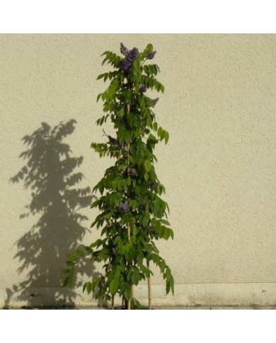 Glycine d'Amérique Longwood Purple