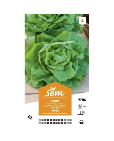 Laitue de printemps Appia XXL (sachet)