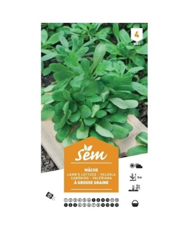 Mâche à grosses graines XXL (sachet)