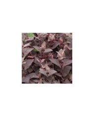 Arroche rouge