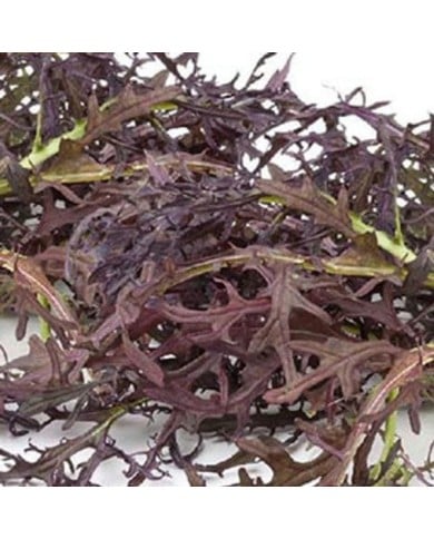 Brassica japonica mizuna red