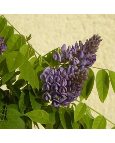 Glycine d'Amérique Longwood Purple