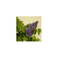 Glycine d'Amérique Longwood Purple